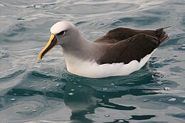 Buller-albatrosz (Thalassarche bulleri)