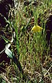 Calochortus amabilis