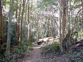 Regenwald im Macquarie-Pass-Nationalpark