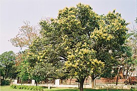 Δένδρο μάνγκο με άνθη.