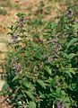 Acker-Minze (Mentha arvensis)