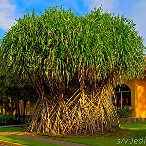 Pandanus sp