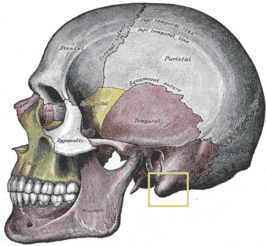 {Processus mastoideus