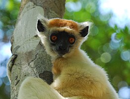 Goudkroonsifaka (Propithecus tattersalli)