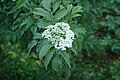 Sambucus palmensis