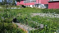 Skolekjøkkenhagen ved Haneborg skole.