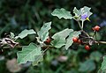 Solanum violaceum