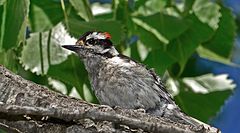 Male Dryobates pubescens in Overpeck Park, New Jersey, USA