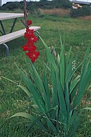 Υβρίδιο Gladiolus, ομάδα Grandiflorus