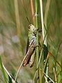 Stenobothrus cf. lineatus Photo by Kristian Peters