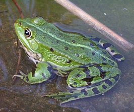 Middelste groene kikker