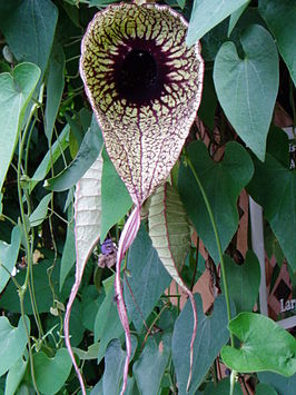 Aristolochia grandiflora