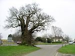 Baginton Oak, mit dem Restaurant The Oak im Hintergrund.