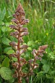 Orobanche chilensis