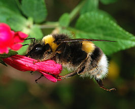 Aardhommel (soort)