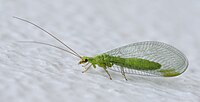 Green lacewing