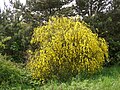 Cytisus scoparius