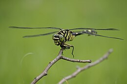 Sárgás szitakötő (Gomphus flavipes)