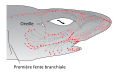 Image 3Distribution of highly sensitive ampullae of Lorenzini across the shark's head and rostrum. (from Shark agonistic display)