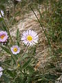 Erigeron alpinus