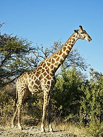 Μία αρσενική καμηλοπάρδαλη(Giraffa camelopardalis angolensis) (πραγματικός ορισμός 2.412 × 3.216)