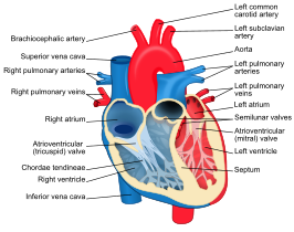 {De chordae tendineae zijn de pezen die de hartkleppen met de hartspier verbinden.