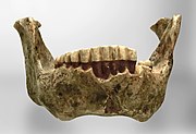 Mauer 1, Homo heidelbergensis holotype (0.5 Ma)