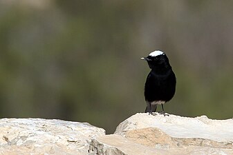 Adult O. l. ernesti, Israel