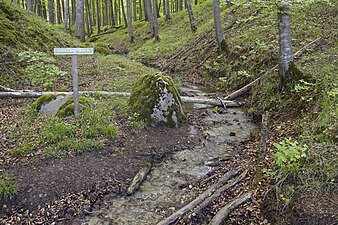 De Kollicker Bach stroomt door de beukenbossen van Jasmund.