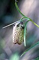 Fritillaria involucrata (Seealpen)