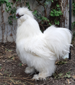 White Silkie cock