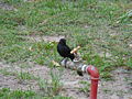 Senegaldrongoschnäpper Northern Black Flycatcher