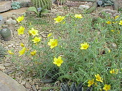 Planted in a desert rock garden.