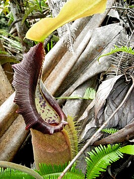 Nepenthes bongso