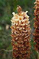 Große Sommerwurz (Orobanche elatior)