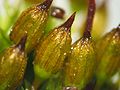 calyptra, capsula, seta, magnified 30 times, Photo by Kristian Peters