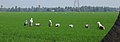 Workers in paddy fields of Kerala, one of the largest rice producing state of India. Agricultural practices in India have largely remained labour intensive, without much use of agriculture machinery.