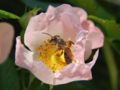 Rosa canina pollination