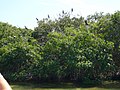 Pelikaan en vogelpopulatie in de mangroves