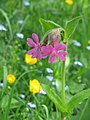 Silene dioica