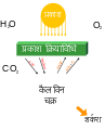 हिन्दी