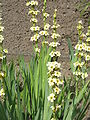 Sisyrinchium striatum