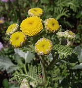 Tanacetum camphoratum