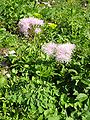 Thalictrum aquilegifolium