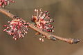 1. Ulmus minor: άνθη και στενό κλαδάκι
