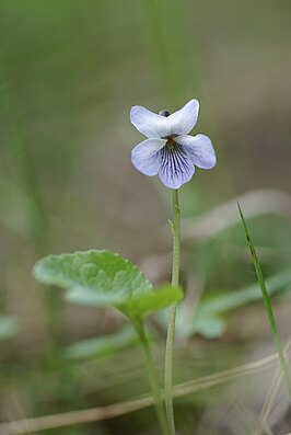 Viola epipsila