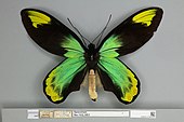 Ornithoptera victoriae regis, male dorsal view