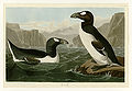 341. Great Auk