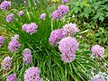 Allium lusitanicum