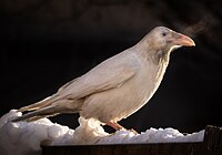 The Anchorage White Raven, a common raven (Corvus corax)